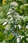 Loomis' mountainmint